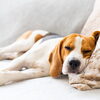 「GWの生活リズムでお疲れモード？🐶愛犬の“おつかれサイン”と休ませポイント」