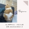 岡山猫専門サロンかなさん家　シャンプー嫌いにしない秘訣とは！？