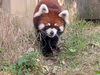 故郷 仙台を離れ、福井県鯖江市で暮らすレッサーパンダのアケビちゃん「【 動物園のすすめ 】」