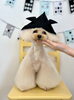 きなこちゃん「わんこと鯉のぼり🎏」