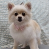 風になびく【どっぐさろんあきゅ　小型犬専門　トリミング　ペットサロン　京都市南区上鳥羽】