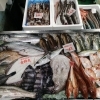 📣本日のお魚情報🐟