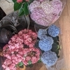 母の日の花鉢　アジサイなど入荷しました