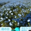 母の日を兼ねてネモフィラを観に