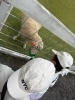 やさしい羊と心温る交流体験「ブルーメの丘でほっこり🐑 春のおでかけ後はふわーるでケア✨」