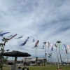 【マリンパーク】100匹のこいのぼりが空を泳ぐ！🎏✨マリンパーク新居浜へ行ってきました
