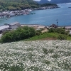 除虫菊の景色に癒やされました🌼 一緒に働く仲間も募集中です