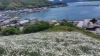 爽やかな潮風と花畑の絶景「除虫菊の景色に癒やされました🌼 一緒に働く仲間も募集中です」