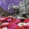 彌都加伎神社さんのお話