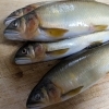 アユの塩焼き