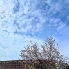 ゴールデンウィーク明け、育英館大学キャンパスにも桜が咲きました(*‘ω‘ *)