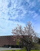 淡い桜と青空、自然豊かな環境「ゴールデンウィーク明け、育英館大学キャンパスにも桜が咲きました(*‘ω‘ *)」