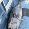 釣り物　天然生本鮪入荷します！