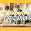 【シッター日誌】GWのお留守番も「おうち」で安心！元気すぎる猫ちゃんたちとの賑やか3日間