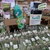 旬のアスパラガス入荷中！季節のおいしいが並ぶこったま～やへ🥬🍅