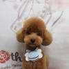 トイプードルのポムくん♪ 母の日風ピンク背景でブルーハチチャームフォト！