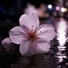 GWの感謝と、雨上がりに見つけた一枚の桜