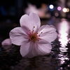 「GWの感謝と、雨上がりに見つけた一枚の桜」