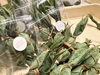 ヨモギの風味が爽やかなaccos 特製笹だんご 「南魚沼市　accos カイロと珈琲のお店 accos」