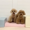 ましゅまろ幼稚園🐾