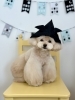 ハッピーちゃん「わんこと鯉のぼり🎏」