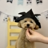 わんこと鯉のぼり🎏