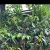 ツバキの剪定で、風通しの良い自然な樹形へ🌿