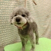シニア犬には足元マット【どっぐさろんあきゅ　小型犬専門　トリミング　ペットサロン　京都市南区上鳥羽】