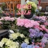 母の日SALE