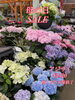 「母の日SALE」