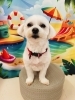 マルチーズ  モコちゃん🎀「夏の背景に輝く笑顔のわんちゃん紹介🐶🐾」