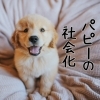 一生に一度の社会化期って？🐶子犬期に始めたいパピートレーニング👶🍼