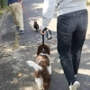 子犬教室■散歩のさせ方