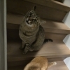 猫スタッフたちのいるサロン時間