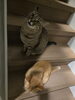 寛ぎの誘い！個性豊かな保護猫たちとお待ちしてます「猫スタッフたちのいるサロン時間」