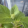 今年も蕾がつきました