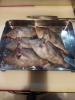 ウマヅラハギ「本日のおすすめ」