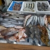 📣本日のお魚情報🐟