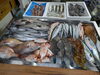 令和8年5月10日 店内「📣本日のお魚情報🐟」