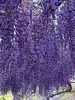 絵画のような美しさ「藤の花をゆっくりと楽しんできました。」