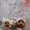 トイプードルの福くん＆花ちゃん♪ 春色フラワー背景でカラフルバンダナフォト！