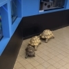 リクガメのお散歩🐢【霞ヶ浦湖畔の体験スポット、かすみがうら市水族館】