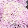 母の日　アジサイ少し　在庫有り‼　母の日出来なかった方　まだ間に合います🤗✨