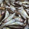 日はハタハタが約３００キロ入ってきたので1日中頭切ります🐟️🐟️