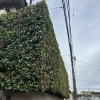 シラカシの生垣　横浜市磯子、金沢区植木、造園