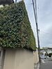 シラカシの生垣「シラカシの生垣　横浜市磯子、金沢区植木、造園」
