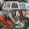 📣本日のお魚情報🐟