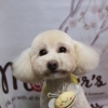 トイプードルのロアちゃん♪ 「Mother's」ピンク背景でハチチャーム母の日フォト！