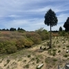 船窪つつじ公園　つつじの開花状況について（令和８年５月11日現在）