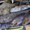 カワハギ、アオリイカ、イサキ、マゴチ